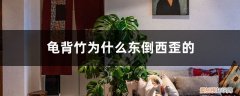 龟背竹往下倒 龟背竹为什么东倒西歪的