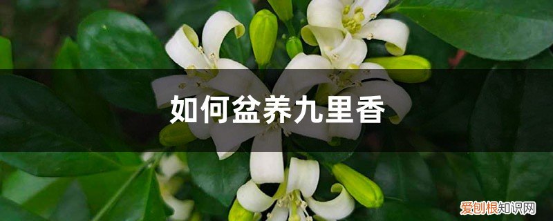 怎样养九里香 如何盆养九里香