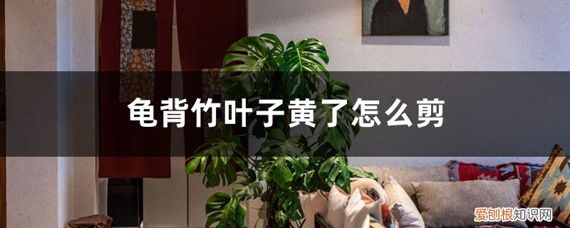 龟背竹的黄叶从哪里剪 龟背竹叶子黄了怎么剪