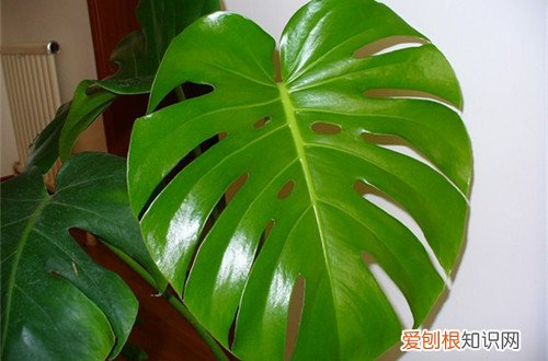 图 龟背竹冬天怎么浇水 龟背竹冬天怎么养