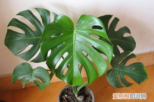 图 龟背竹冬天怎么浇水 龟背竹冬天怎么养
