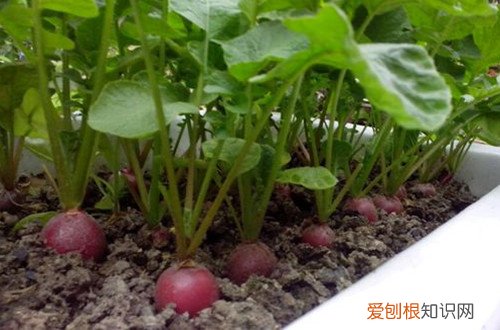 图 樱桃萝卜如何栽种 樱桃萝卜的种植方法和注意事项