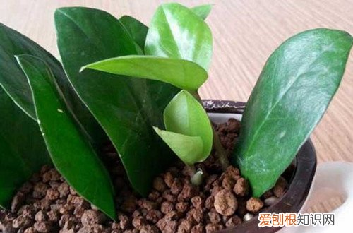 图 金钱树怎么栽培 金钱树的栽培方法和注意事项