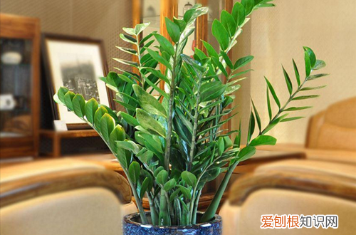 图 金钱树怎么栽培 金钱树的栽培方法和注意事项