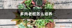 多肉老桩怎么培养新枝 多肉老桩怎么培养