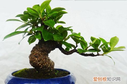 图 盆栽榕树冬天会冻死吗 盆栽榕树冬天怎么养