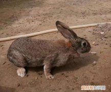 粗毛长毛兔好养吗，兔毛长得快吗