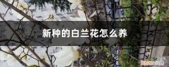 新种的白兰花怎么养护 新种的白兰花怎么养