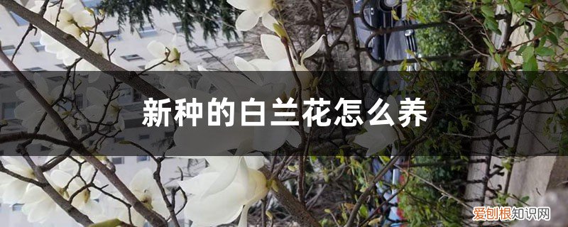 新种的白兰花怎么养护 新种的白兰花怎么养
