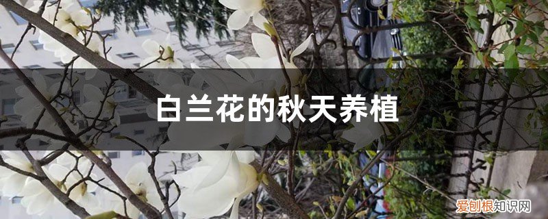 白兰花的种植季节 白兰花的秋天养殖