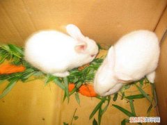 日本大耳白兔和新西兰兔的区别，新西兰白兔和中国白兔咋辨别