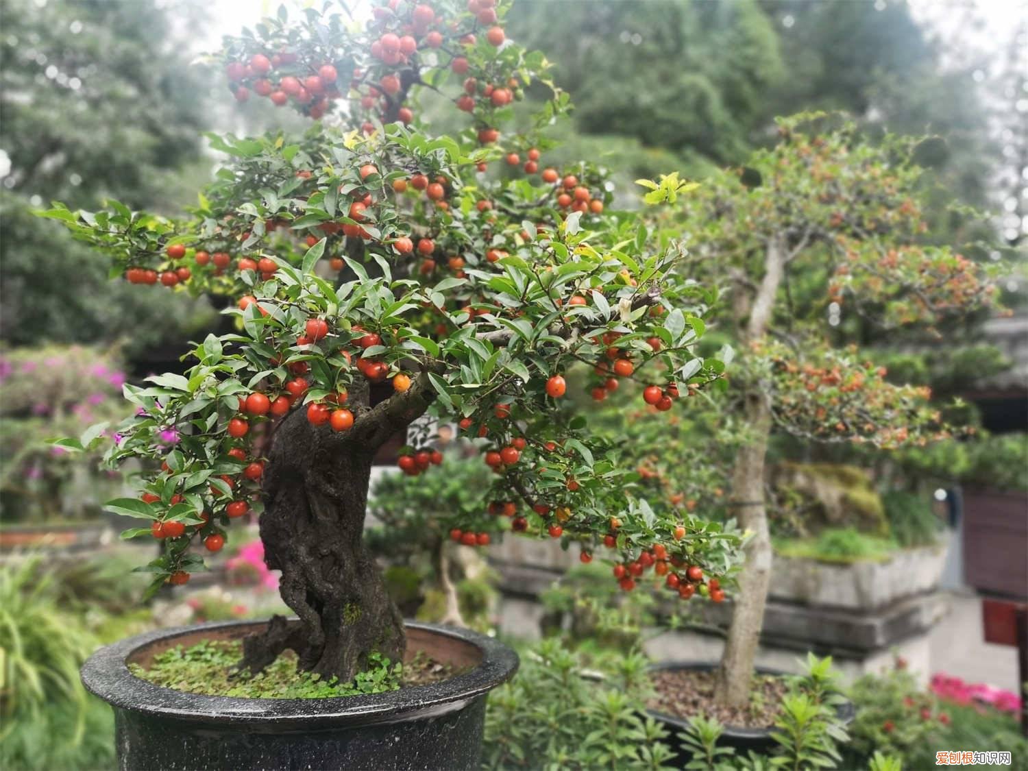 金弹子阴芽栽多深 金弹子阴芽怎么栽培