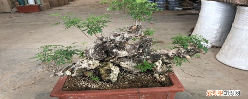 黄荆如何养 黄荆怎么栽怎么养