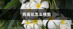 鸡蛋花怎么修剪视频 鸡蛋花怎么修剪
