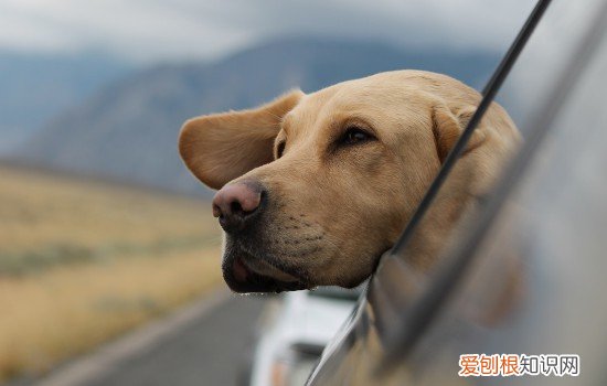 100克狗粮用手抓几把