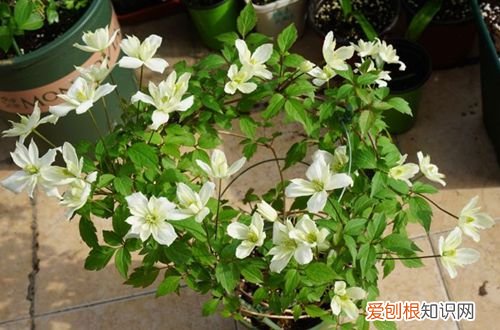 图 铁线莲怎么养 铁线莲的养殖方法和注意事项