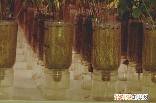 图 花肥营养液自制方法 花肥营养液怎么用