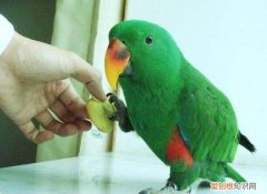 如何挑选折衷鹦鹉，折衷鹦鹉哪个品种比较好