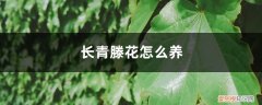 常青藤盆栽怎么养 常青藤花怎么养