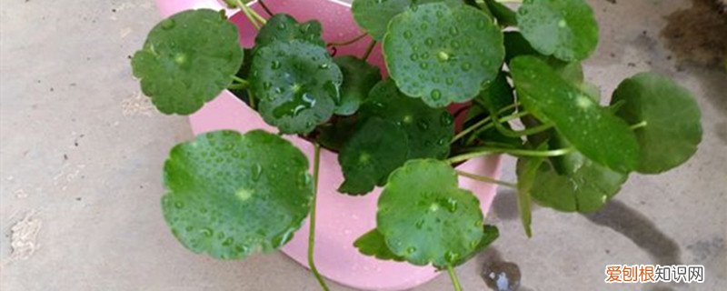 铜钱花怎么养到小小鱼盆里 铜钱花怎么养