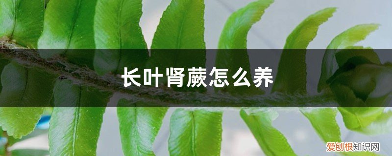 长叶肾蕨的养殖方法 长叶肾蕨怎么养