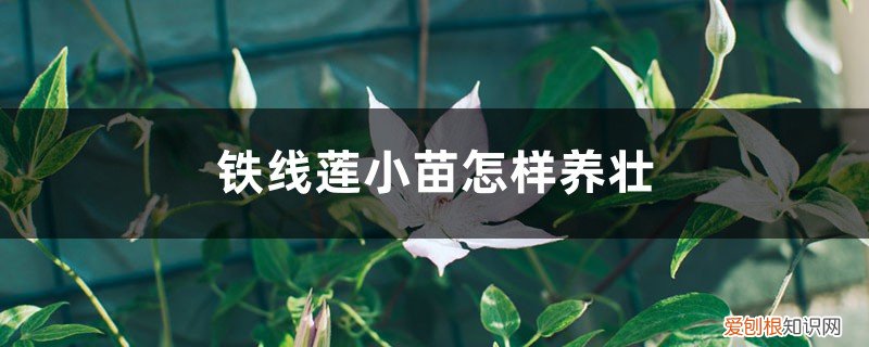 铁线莲小苗怎么施肥 铁线莲小苗怎样养壮