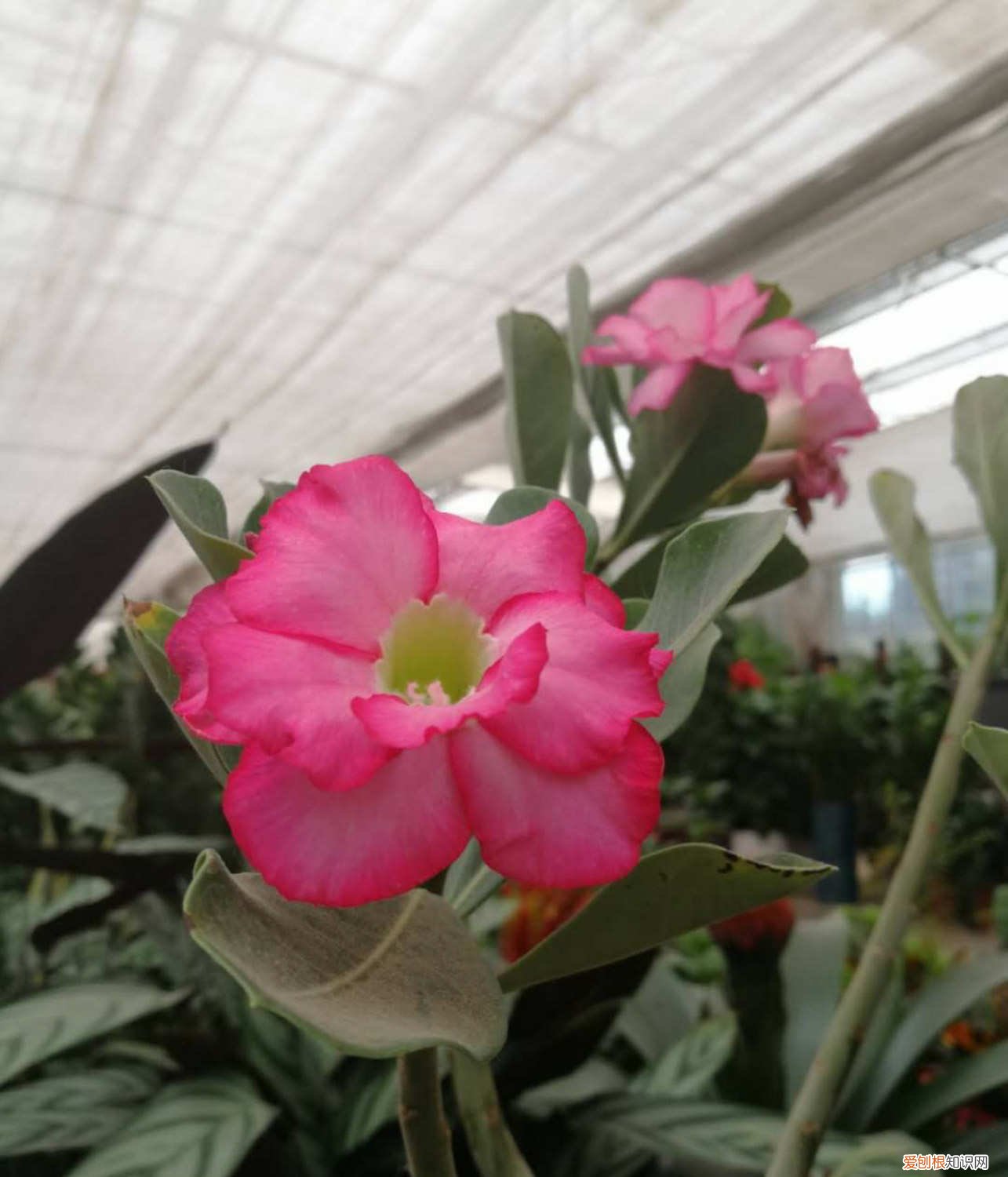 飘香藤换盆后黄叶怎么办 飘香藤换盆