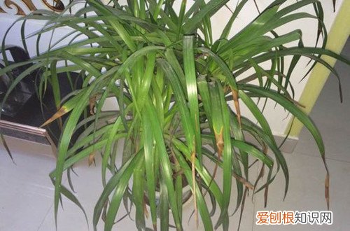 图 龙铁叶子发黄是怎么回事 龙铁叶子发黄怎么办