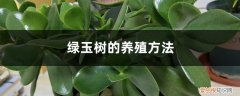 绿玉树怎么养更好看 绿玉树的养殖方法