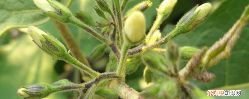种植茄子的技术和方法 种茄子的方法和技术