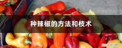 种辣椒需要什么技术吗 种辣椒的方法和技术