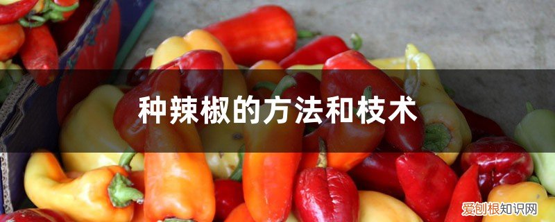 种辣椒需要什么技术吗 种辣椒的方法和技术