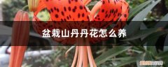 山丹丹花可以种在室内吗 盆栽山丹丹花怎么养