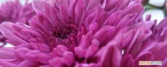 红薯花怎么养在家里 红薯花怎么养