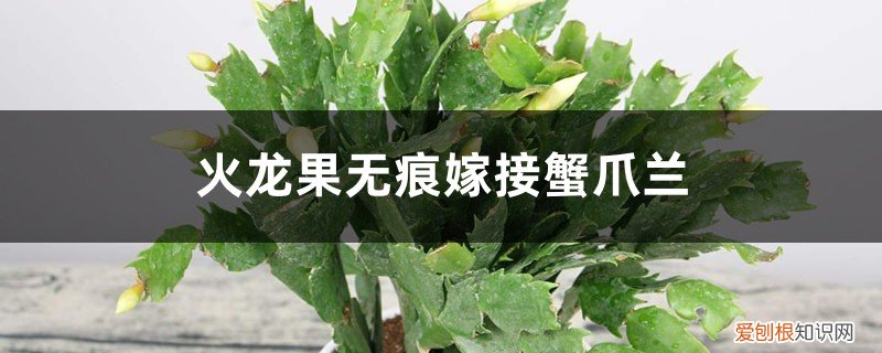 火龙果跟蟹爪兰嫁接的具体方法怎么操作 火龙果无痕嫁接蟹爪兰的方法