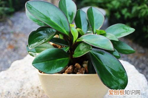 图 碧玉掉叶子是怎么回事 碧玉掉叶子怎么办
