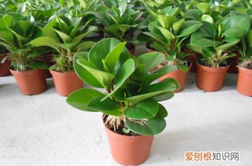 图 碧玉掉叶子是怎么回事 碧玉掉叶子怎么办