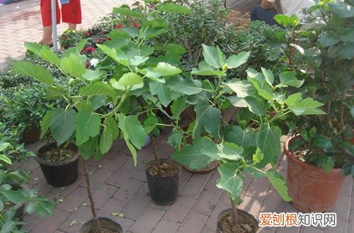 图 盆栽无花果树不结果是怎么回事 盆栽无花果树不结果怎么办