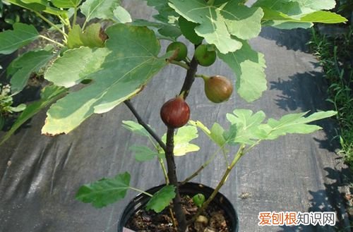 图 盆栽无花果树不结果是怎么回事 盆栽无花果树不结果怎么办