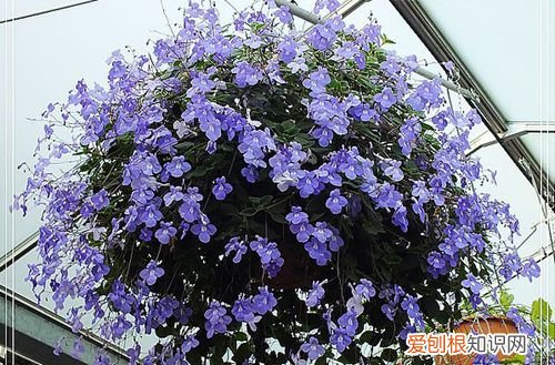 图 海豚花如何爆盆 海豚花怎么养才能爆盆