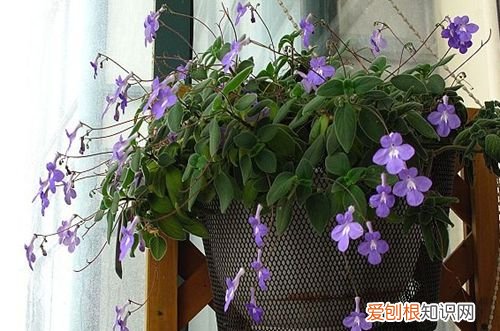 图 海豚花如何爆盆 海豚花怎么养才能爆盆