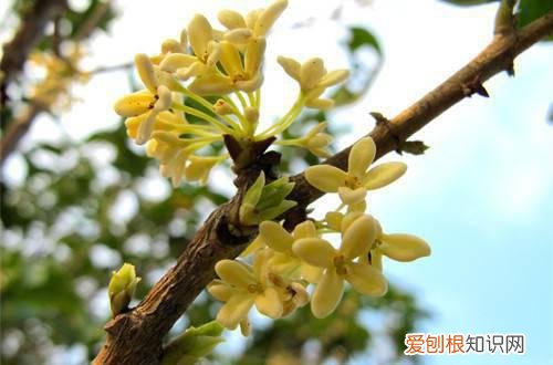 图 桂花树不开花怎么回事 桂花树不开花怎么办