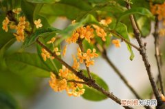 图 桂花树不开花怎么回事 桂花树不开花怎么办