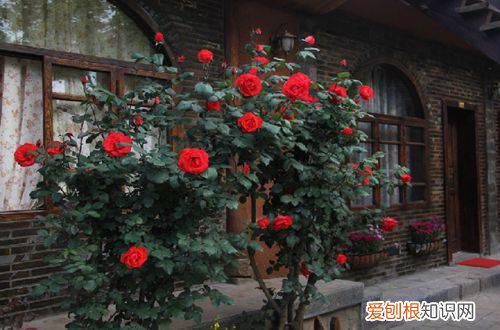 图 藤本月季种植方法 藤本月季如何养护管理