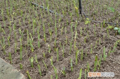 图 藤本月季种植方法 藤本月季如何养护管理