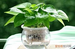 图 绿萝长得太长了怎么办 绿萝长得太长了怎么修剪