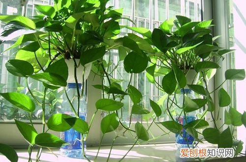 图 绿萝长得太长了怎么办 绿萝长得太长了怎么修剪