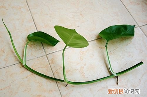 图 绿萝长得太长了怎么办 绿萝长得太长了怎么修剪
