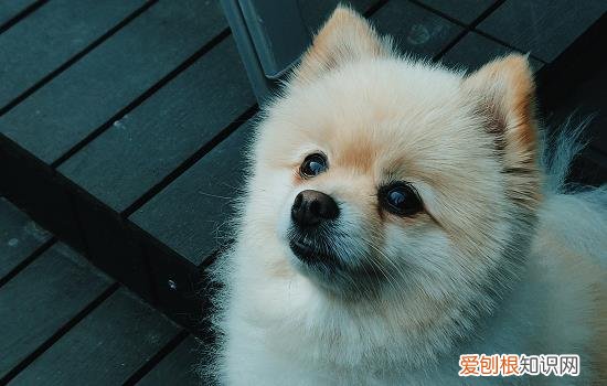 狗在太阳下晒一天会死吗 狗狗被太阳晒死的症状