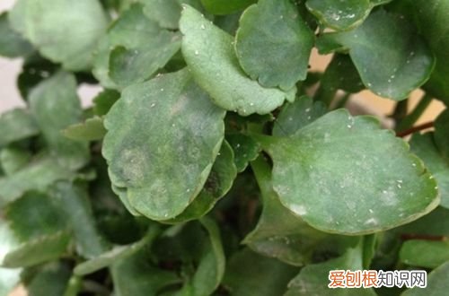 图 玉树叶子发软是怎么回事 玉树叶子发软怎么办